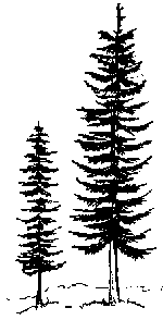 Douglas firs